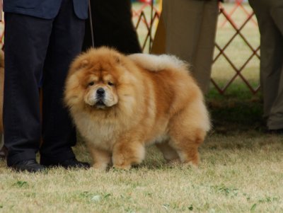 Chow Chow - in Non-Sporting Group