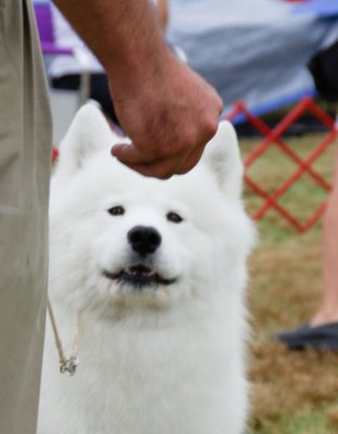Samoyed #8 - another shot during Working Group Judging