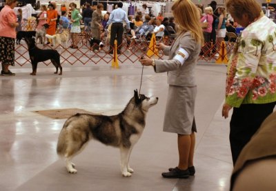 Siberian Huskie #16 - Working Puppy Group 2