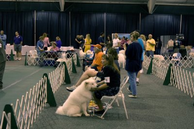 Ringside During Futurity Judging