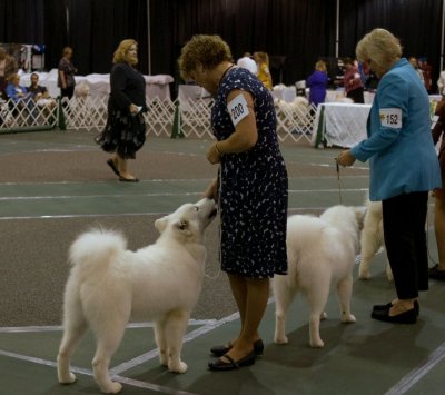 Futurity Judging