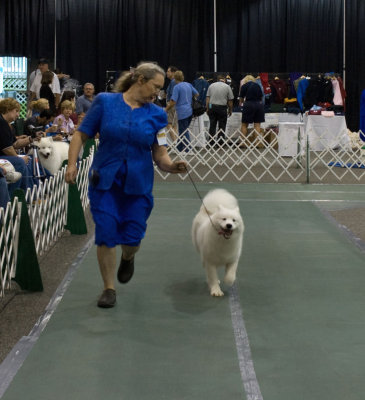 Futurity Judging