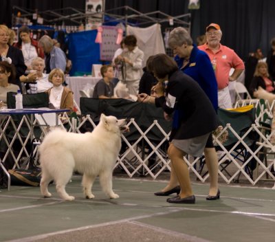 Dog Judging_0577-1