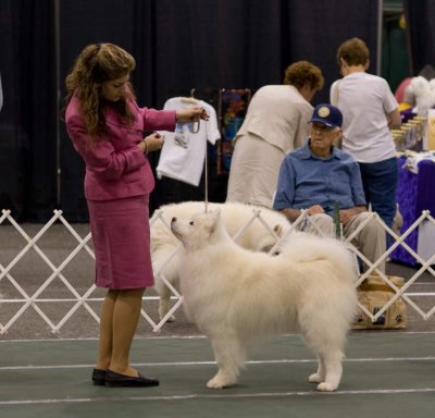 Veteran Bitch Judging_0630-1