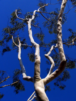 Eucalyptus Reaching