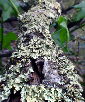 I hope this picture's to your lichen