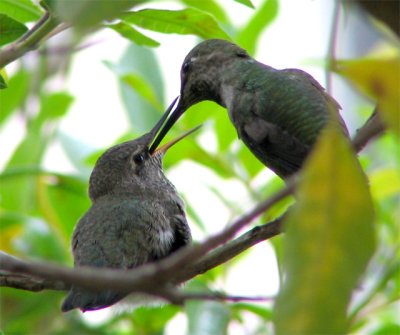 Baby Hummer's Feeding Time