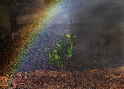 Sprinkling Rainbows