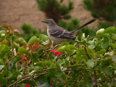 Mockingbird