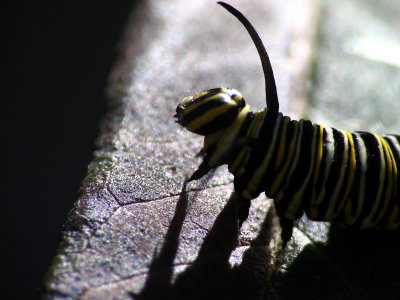 Caterpillar