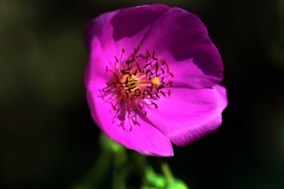 Santa Barbara