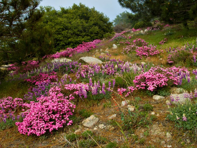 Flowers in the mountains