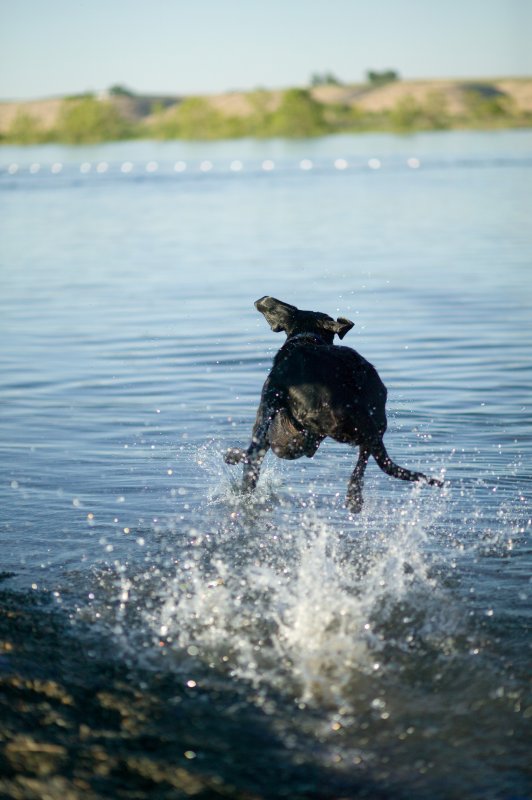 He loves running into the water