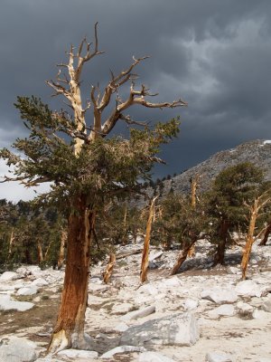 Foxtail pines entering Sequoia