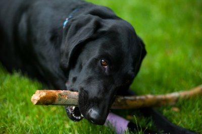 chewing a stick