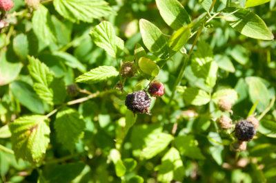 D11V0549.jpg