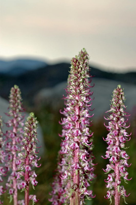 Wildflower #5