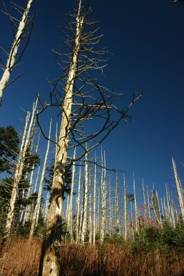 Clingmans Dome #1