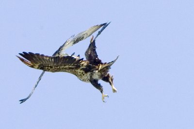 Imature Bald Eagle and Osprey fighting for  fish