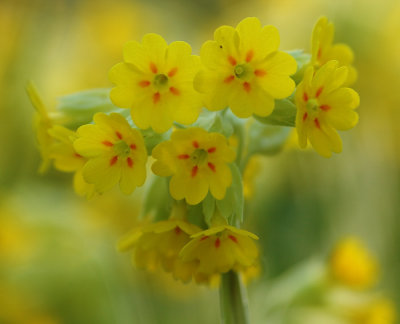 Gullviva  -  Cowslip