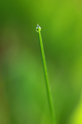 Droppe p grsstr  -  Water drop on grass