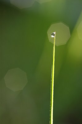 Droppe p grsstr  -  Water drop on grass