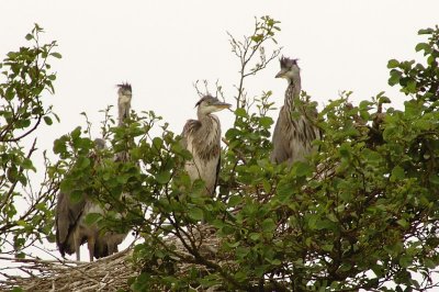 More pics from Isbladskrret and the herons