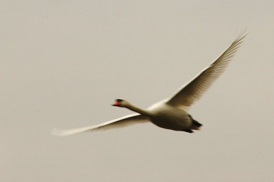 DSC_2797.jpg