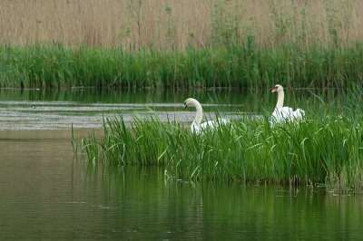DSC_2808.jpg