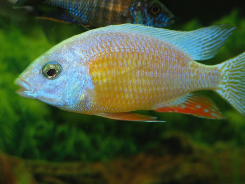Protomelas sp. Steveni Taiwan (Albino)