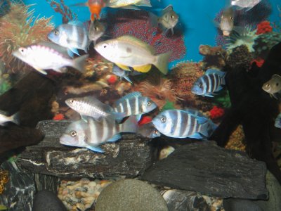 Frontosa - Dec 2006