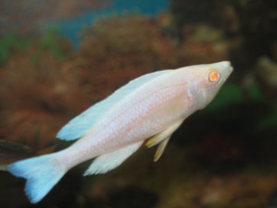 Albino Cyprichromis sp. Leptosoma Jumbo (Kitumba)