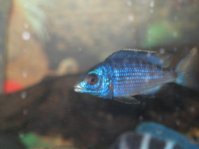 Placidochromis phenochilus