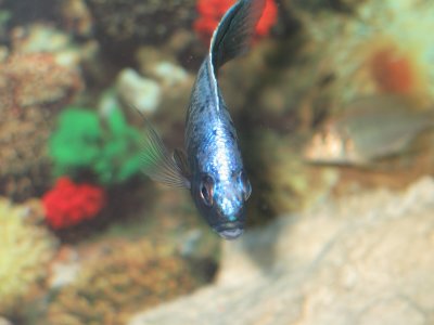 Copadichromis trewavasae