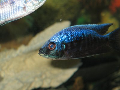 Copadichromis trewavasae