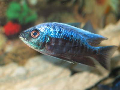 Copadichromis trewavasae