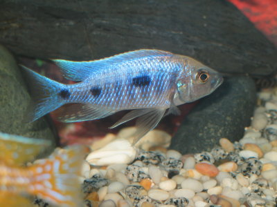 Copadichromis trewavasae