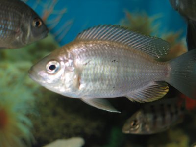 Copadichromis geertsi