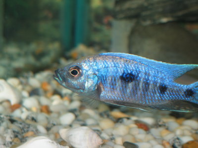 Copadichromis trewavasae