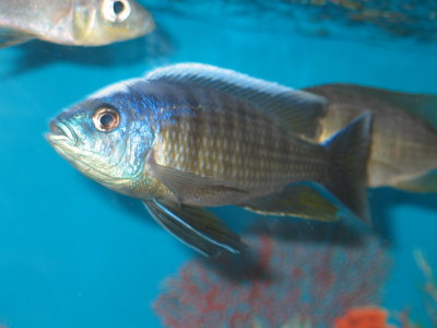 Copadichromis borleyi Maison Reef