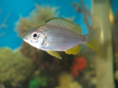 Copadichromis pleurostigma