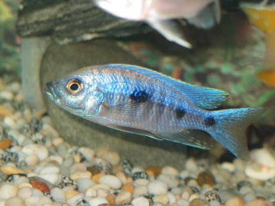 Copadichromis trewavasae