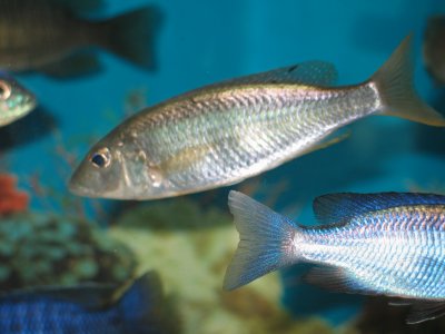 Mylochromis sp. silver torpedo blue