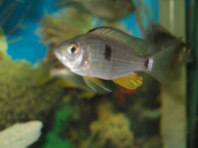 Copadichromis pleurostigma