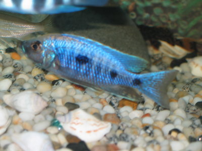 Copadichromis trewavasae