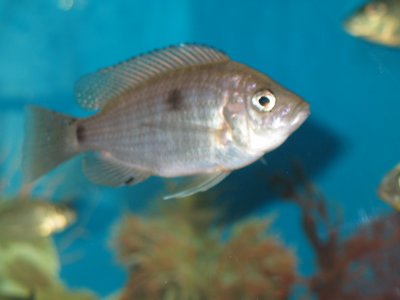 Copadichromis geertsi