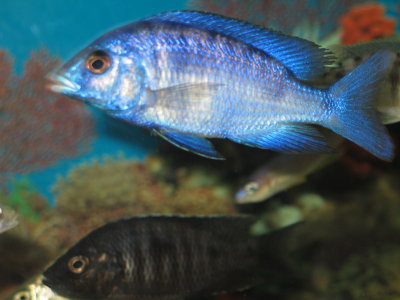 Placidochromis phenochilus