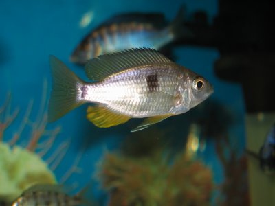 Copadichromis pleurostigma