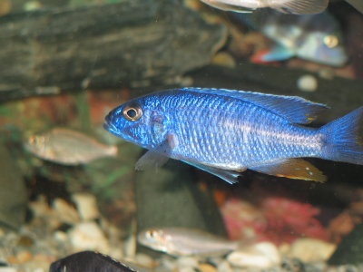 Sciaenochromis fryeri