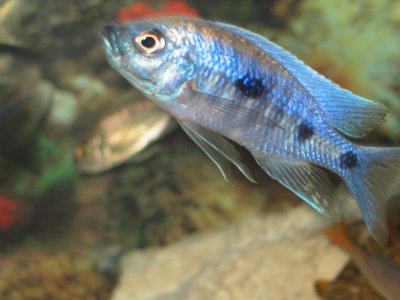 Copadichromis trewavasae